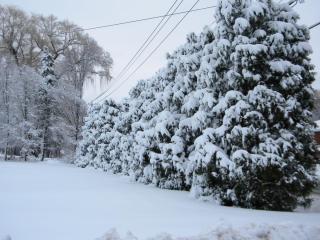 snowy trees 